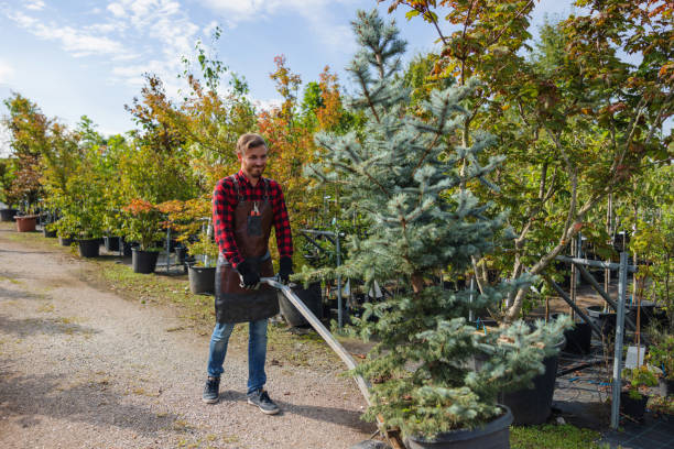 Best Tree Maintenance Programs  in Sheridan, IN