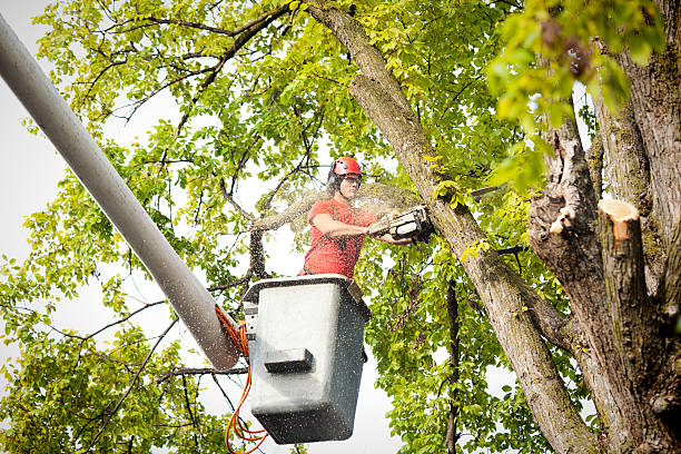 Best Tree Mulching  in Sheridan, IN